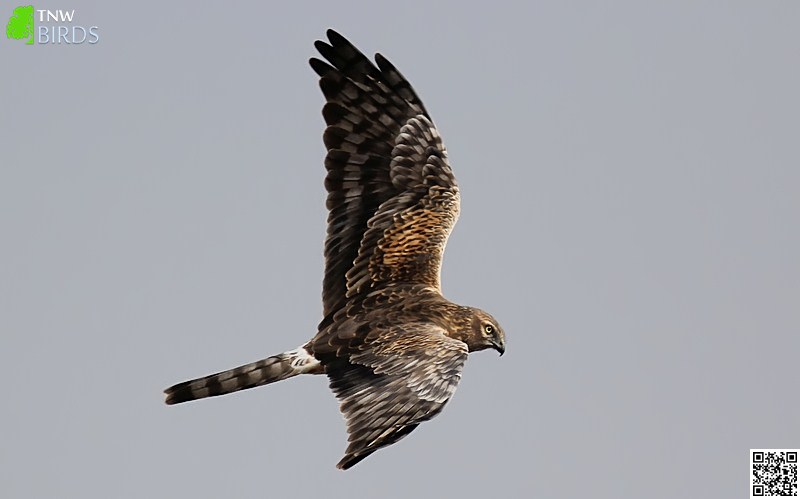 Montagu's Harrier